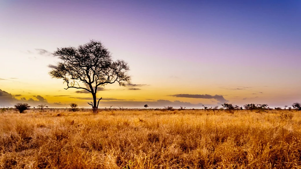 safari in africa: ecco i motivi per cui sarà indimenticabile