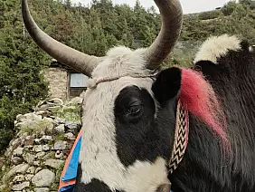 168ebc_nepal_pangboche