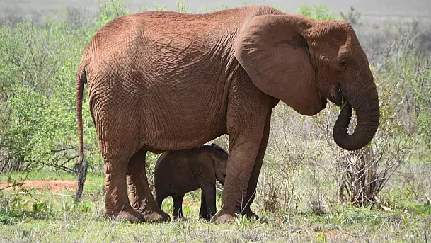 safari e mare, le due facce del kenya
