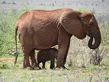 safari e mare, le due facce del kenya