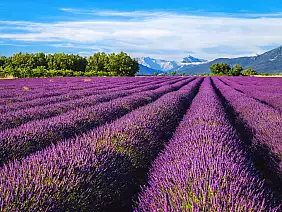 flowery landscape with beautiful lavender bushes in provence, valensole, france