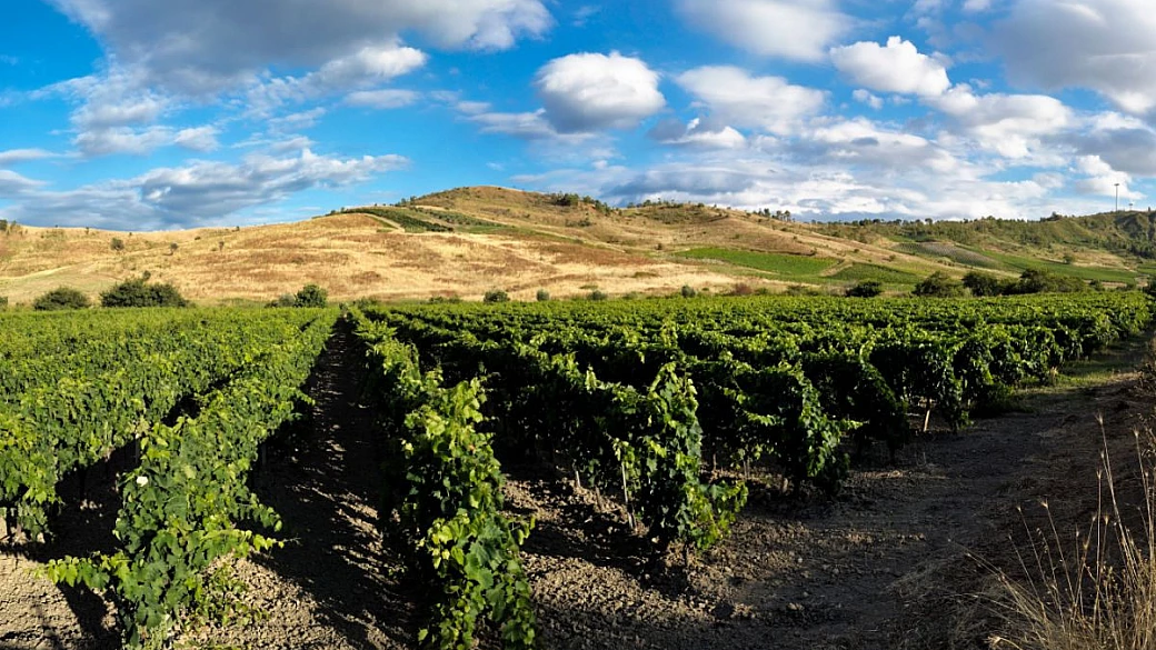 cirò doc, storia di un vino già amato nella magna grecia