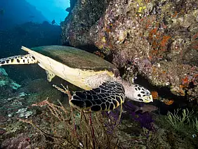 action,shot,of,an,endangered,hawksbill,turtle,swimming,down,the