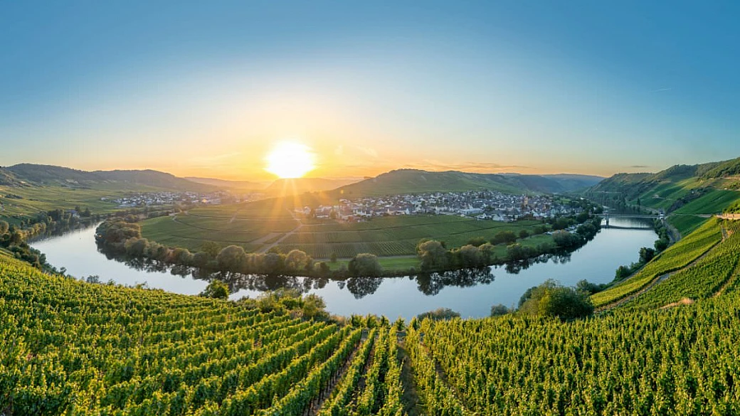 riesling, il gioiello della viticoltura eroica della mosella
