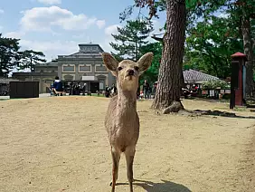 nara
