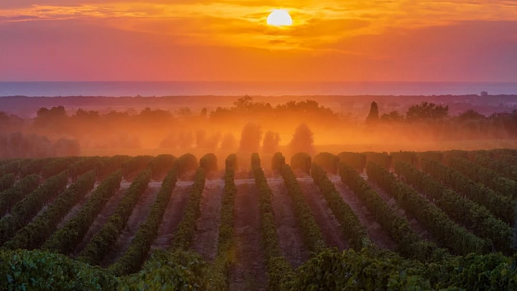sassicaia, il capolavoro toscano simbolo del made in italy