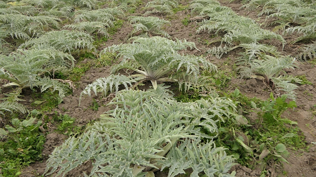 venezia, sant'erasmo: verdure condite