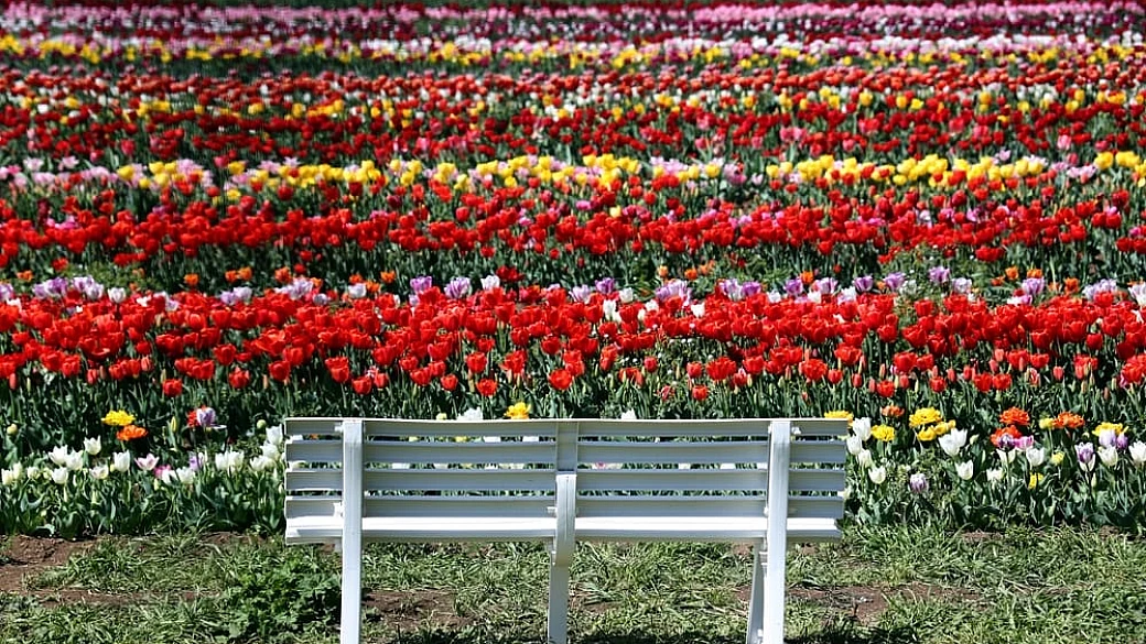i fiori più colorati della primavera arrivano anche a roma con il più grande tulipark d'italia
