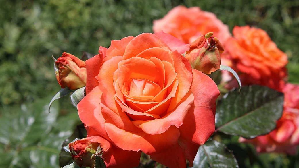 tg del turismo: museo omero di ancona, ronciglione, mantova, india e tigri