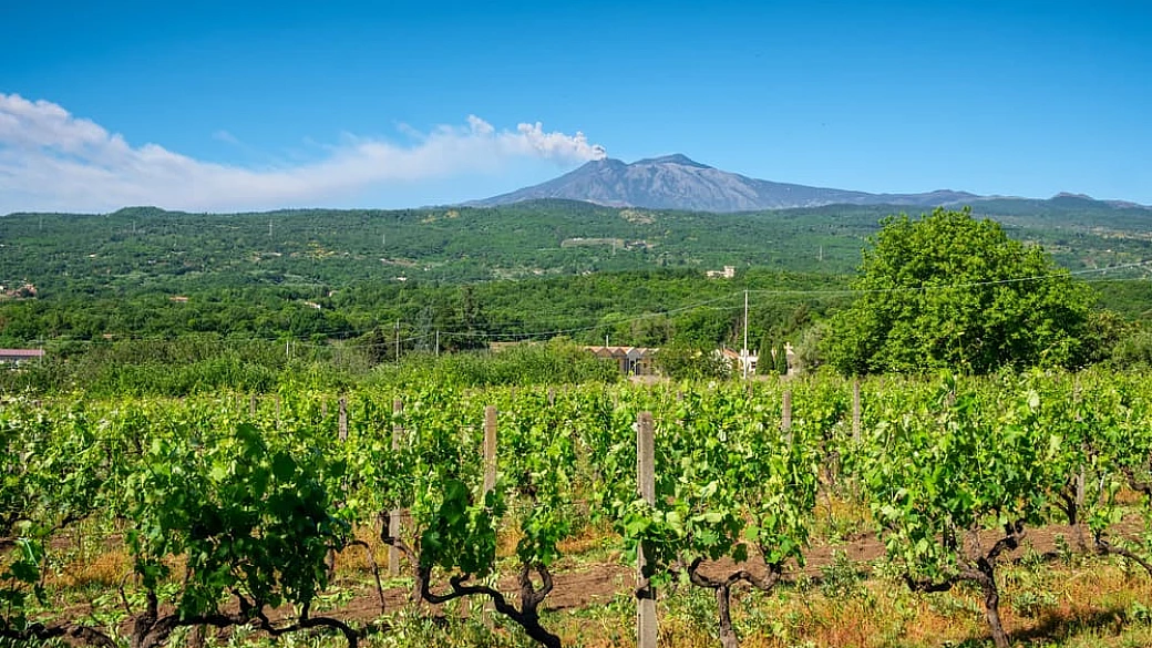 tutto il gusto della sicilia in uno dei piatti simbolo dell’isola: la caponata