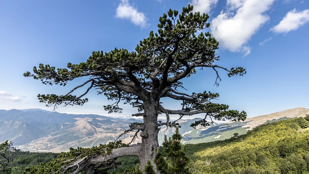 in calabria c’è il più grande parco italiano, ed è un luogo da record