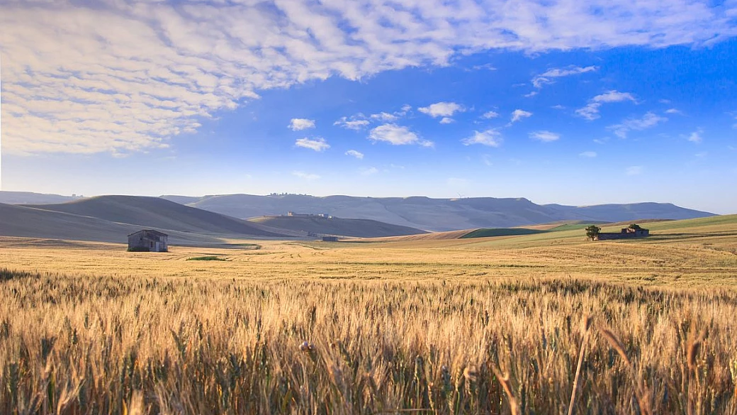 senatore cappelli: storia del grano antico simbolo della puglia