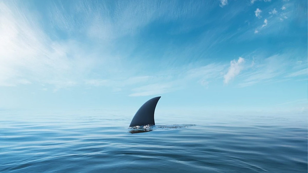 sempre più squali nei mari italiani, ma c'è davvero da avere paura? ecco cosa dicono gli esperti