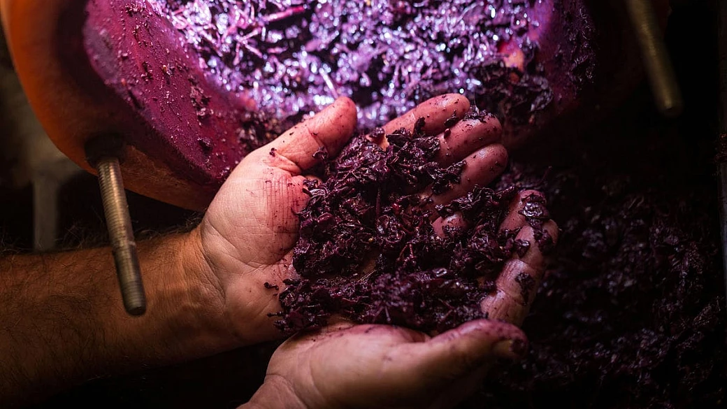 5 ricette tradizionali italiane a base di mosto