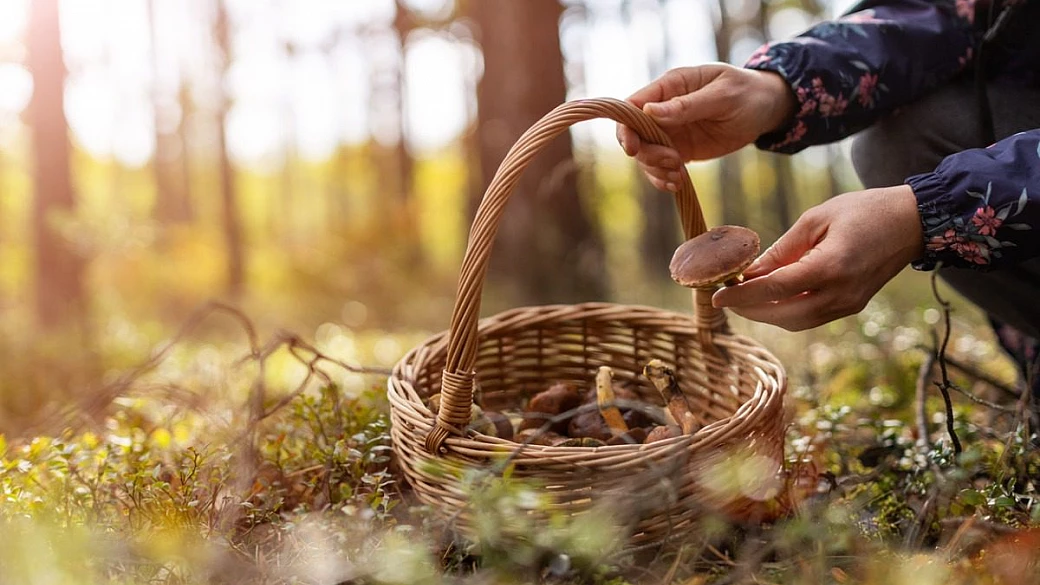 settembre è il mese dei funghi: ecco 5 luoghi dove godersi una passeggiata con il canestro al seguito