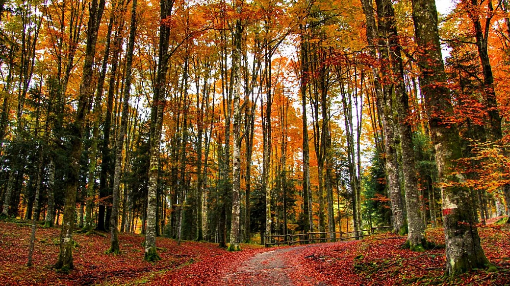 5 foreste italiane dove ottobre si vive all'insegna del foliage