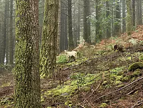 intorno_a_pico_ruivo