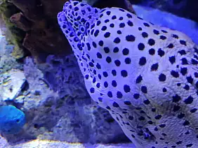 lisbonaacquario_oceanico