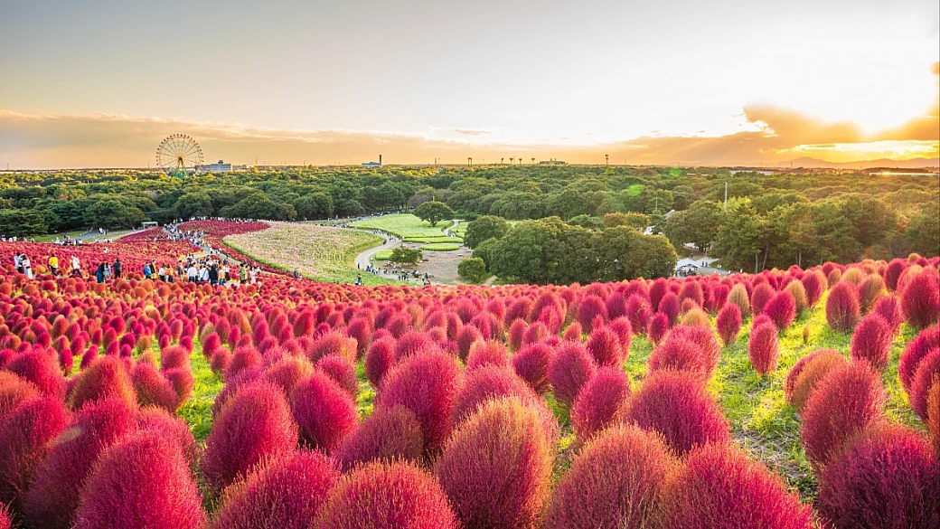 il mare rosa di hitachinaka è il segreto meglio conservato del giappone: qui i fiori sbocciano in autunno