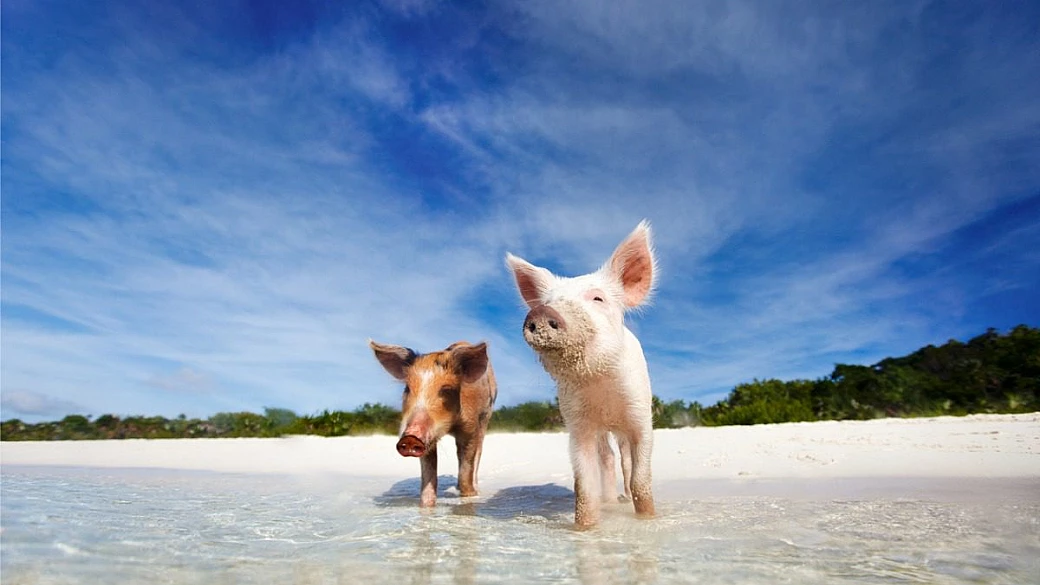 alle bahamas c'è una spiaggia straordinaria, ma a prenderci il sole troverete solo dei maiali