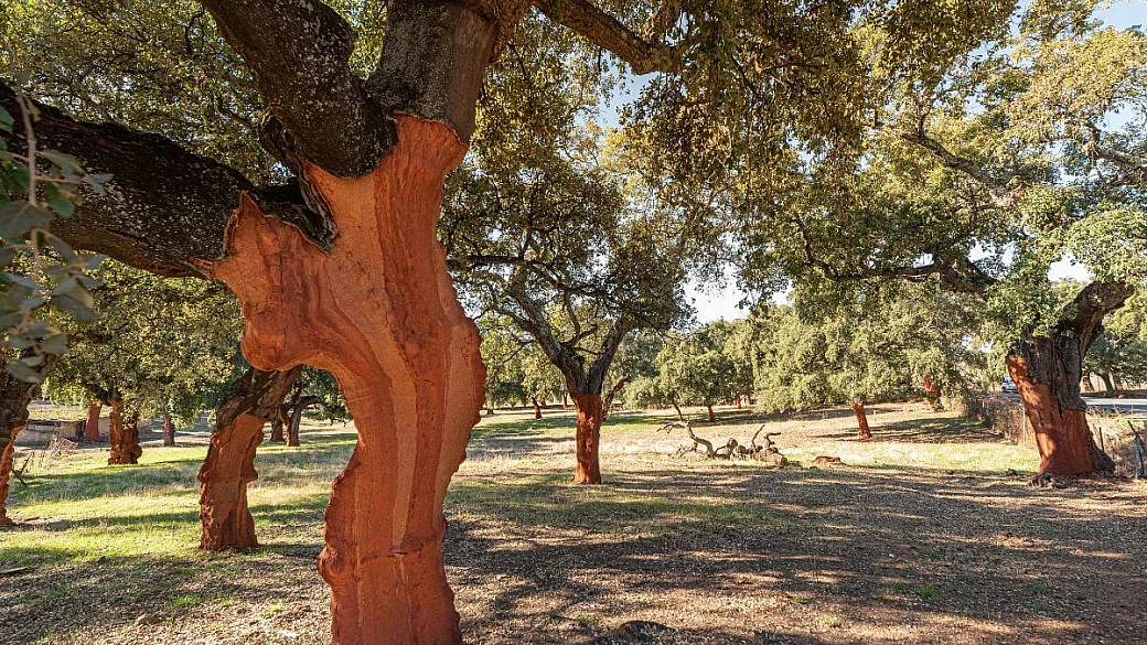 non solo sardo: il più grande bosco di sugheri in italia si trova alle porte di roma, e si può scoprire in bici