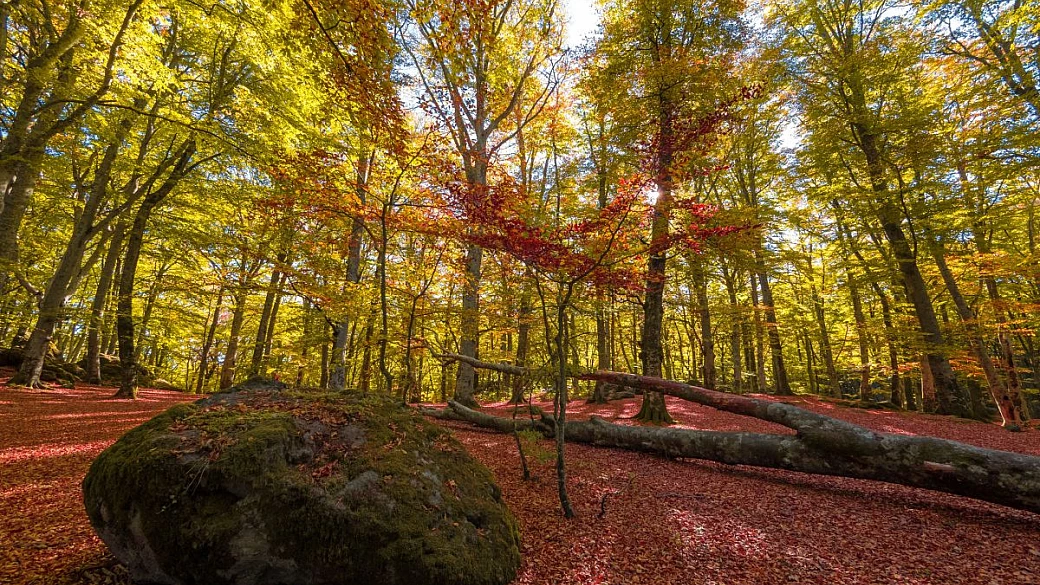 la selva oscura di dante esiste: a un'ora da roma c'è il più impenetrabile e magico dei boschi italiani