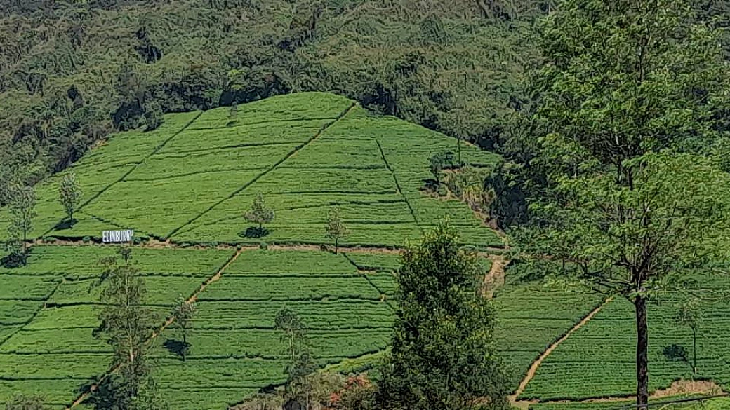 una bellissima lacrima verde nel cuore pulsante dell'oceano indiano: lo sri lanka è una terra di grandi emozioni