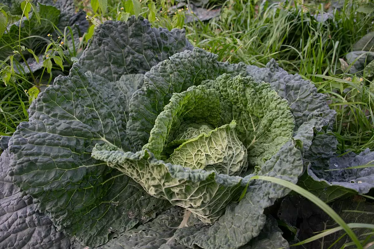 broccolo