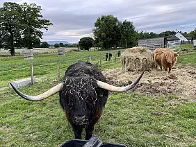 015_highland_cows