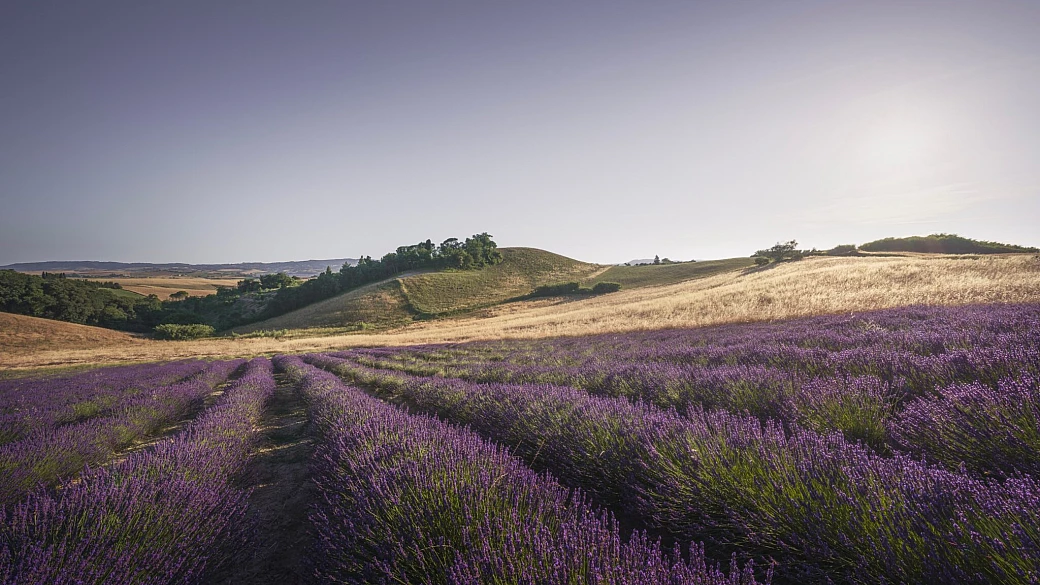 la piccola provenza all'ombra della torre più famosa d'italia: in questo borgo toscano l'estate... profuma di lavanda!