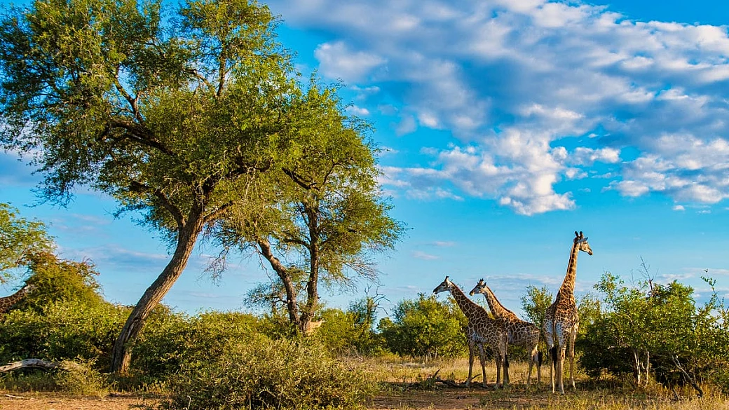 È uno dei parchi naturali più belli di tutta l'africa, ma per scoprirlo senza problemi ecco alcuni consigli che fanno al caso tuo