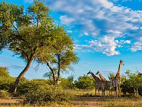 parco nazionale kruger_2281089939