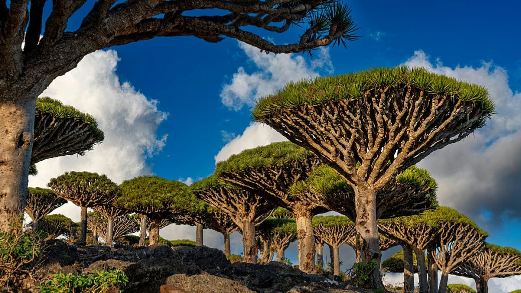 la galapagos dell'oriente è l'impenetrabile isola dove animali e piante sembrano provenire da un mondo lontanissimo