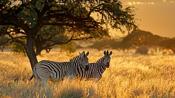 un viaggio dove la savana incontra l'oceano: tra animali unici e paesaggi incontaminati, qui si scopre la vera africa