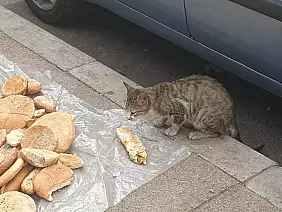 rabat_gatto_e_pane