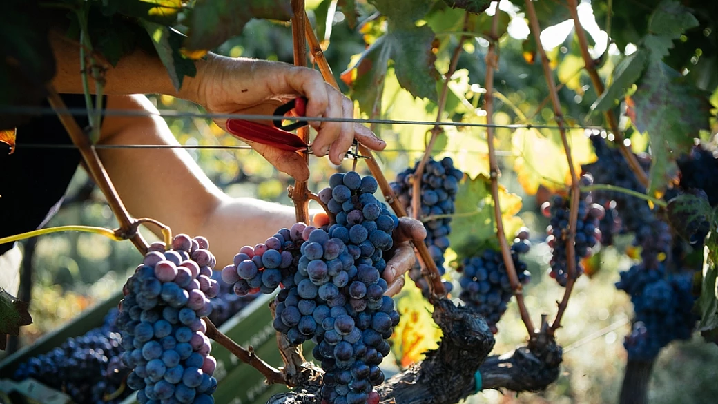 quando il dolce arriva nel bicchiere: questa tradizione tipicamente marchigiana sarà una vera carezza per il palato
