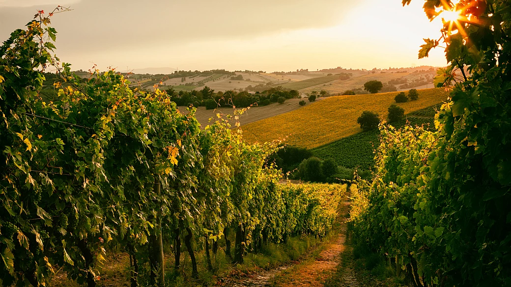 il lato verdicchio delle marche: fertile come una dea, questo borgo è il posto giusto dove vivere le emozioni della vendemmia