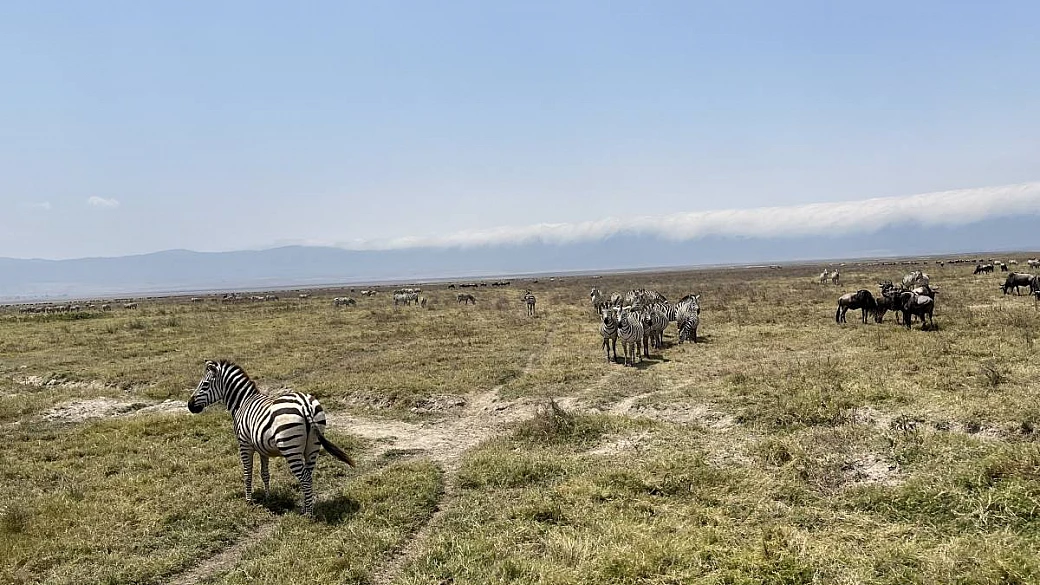 un parco grande quanto il veneto e l'emozione degli animali delle fiabe: ecco l'africa più bella vista con gli occhi di due bambini