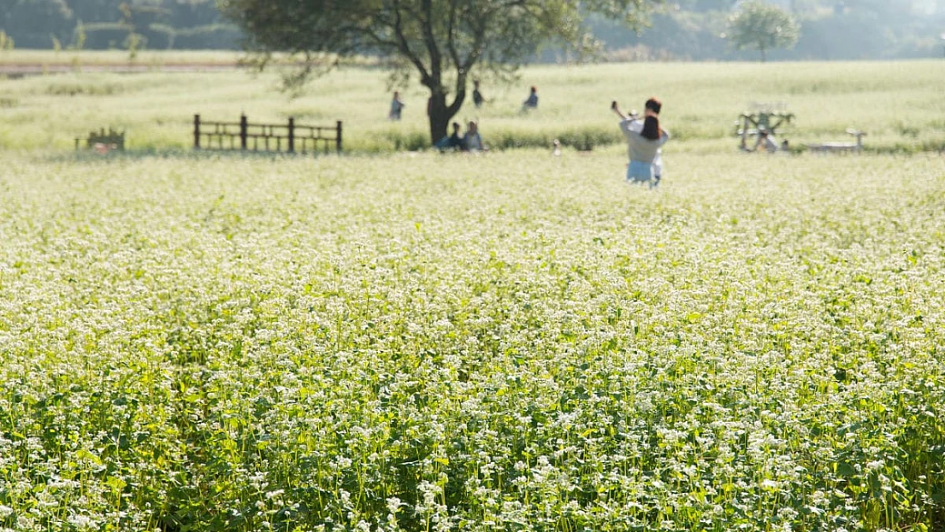 dalla valtellina alla bretagna francese, c'è un ingrediente che unisce tutta europa e sarà il tuo prossimo alleato per portare gusto e salute in tavola