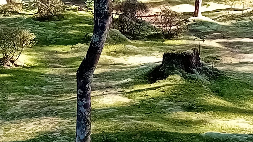 giappone in 15 giorni: consigli, curiosità e i luoghi da non perdere assolutamente