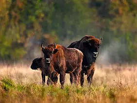 parco nazionale di bialoweza_2196320095