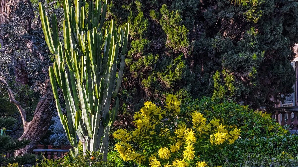 il 90% delle mimose italiane arrivano da qui: una macchia gialla per scoprire la regione più “profumata” d’italia