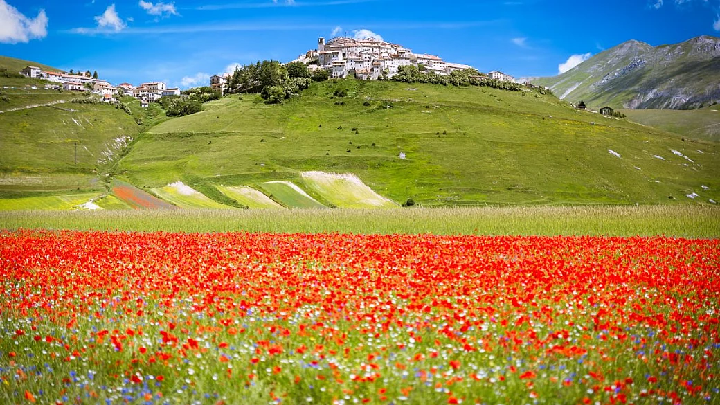 fioritura di castelluccio 2025: quando si potrà ammirare lo spettacolo nel cuore degli appennini?
