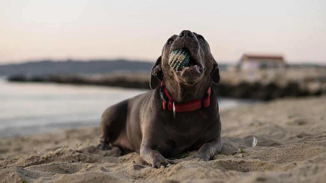 i posti migliori dove andare in vacanza con il cane