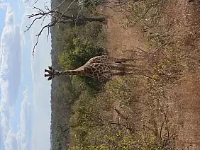 giraffa