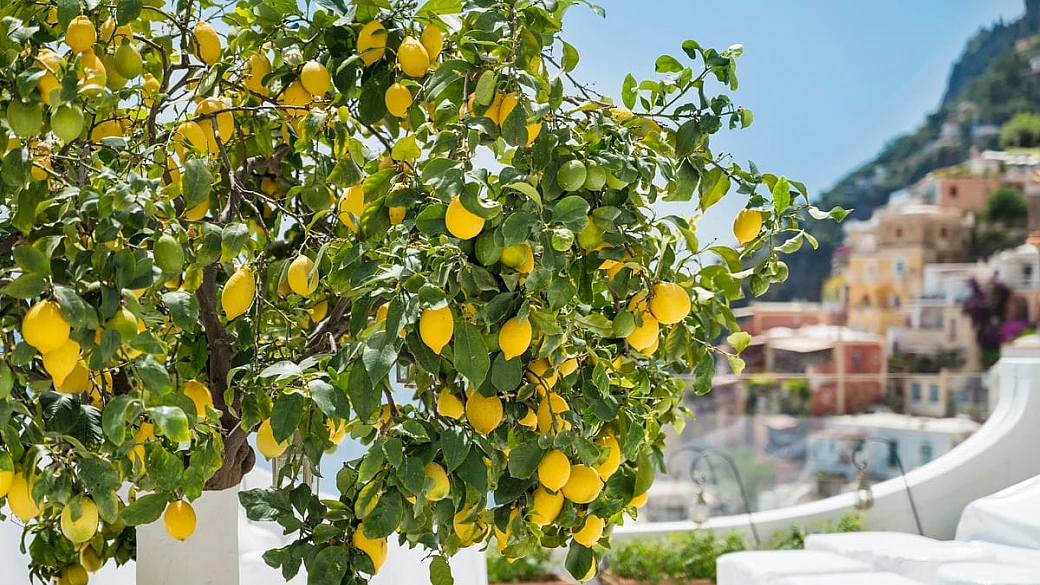 una macchia gialla sul mare blu della campania: la storia e i segreti dietro le antiche limonaie della costa d'amalfi