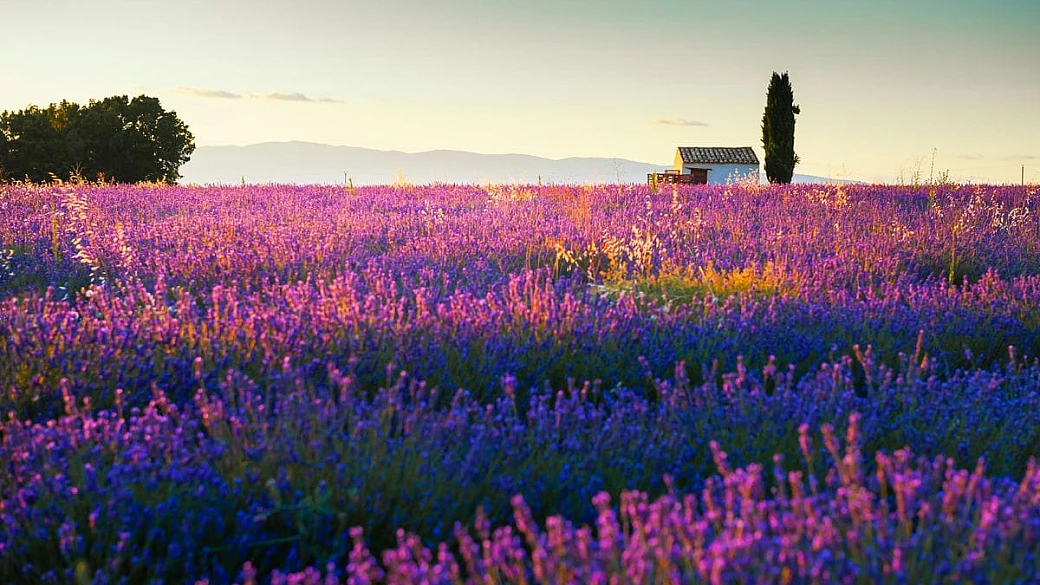 dove il viola incontra il vento: un angolo di provenza che profuma d’estate