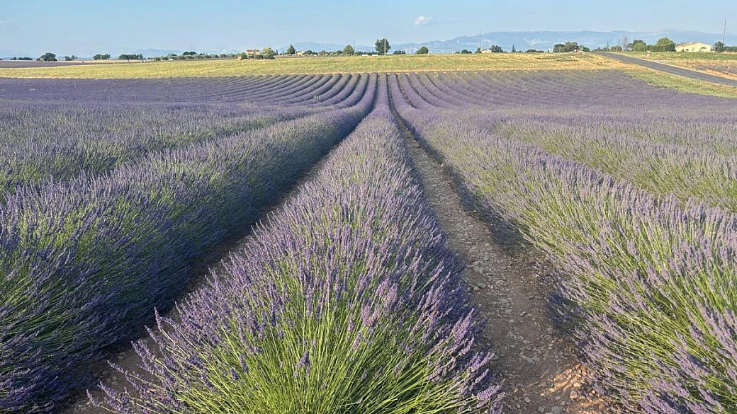 borghi, campi ocra e fenicotteri: 5 giorni in provenza per scoprire la capitale mondiale della lavanda
