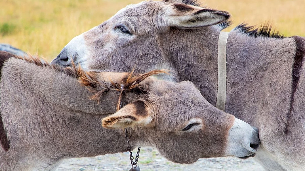 da 841 anni in questo paese vicino padova c'è la più antica fiera d'italia