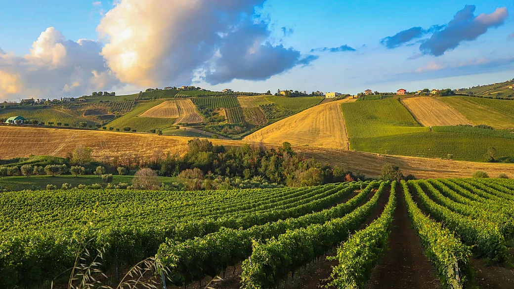 la capitale italiana del vino cotto è un piccolo borgo di 2000 abitanti tra le colline delle marche